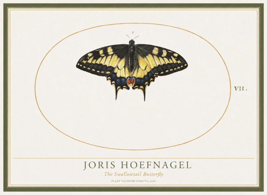 Joris Hoefnagel Study of a Swallowtail Butterfly No5 - Juliste