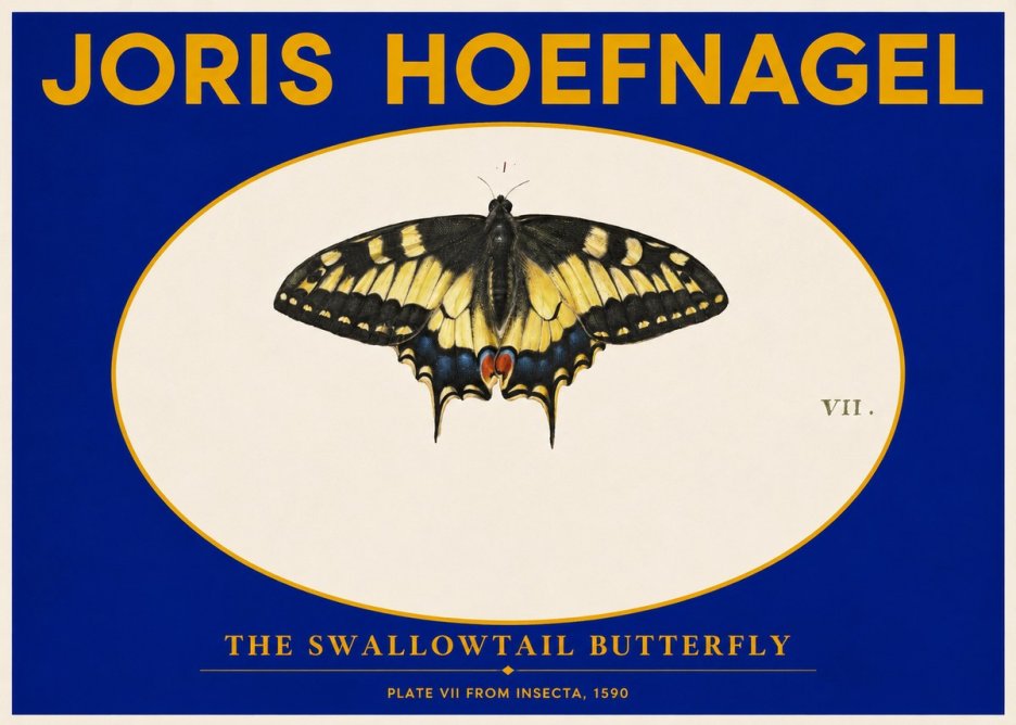 Joris Hoefnagel Study of a Swallowtail Butterfly No6 - Juliste