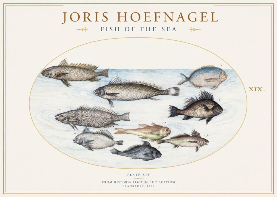 Joris Hoefnagel Fish of the Sea No1 - Juliste