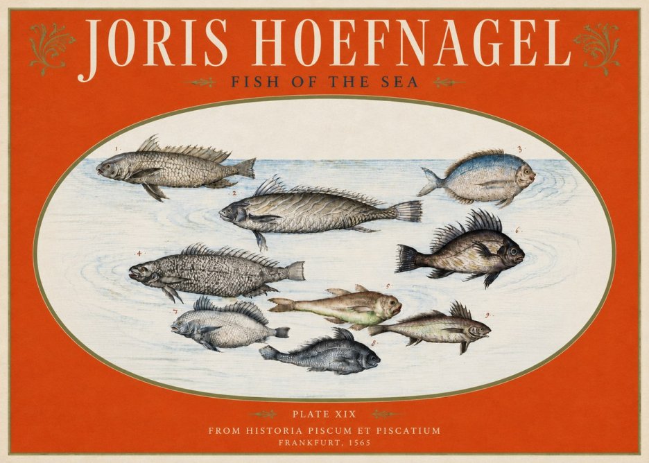 Joris Hoefnagel Fish of the Sea No3 - Juliste