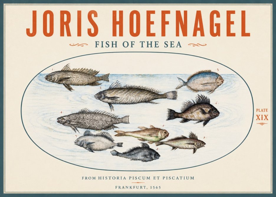 Joris Hoefnagel Fish of the Sea No5 - Juliste
