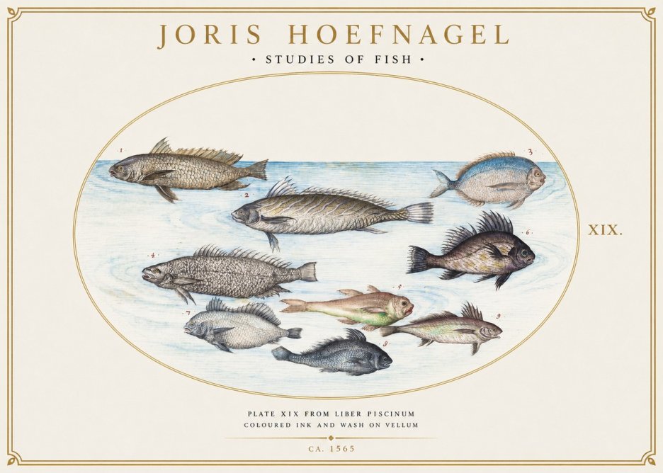 Joris Hoefnagel Fish of the Sea No6 - Juliste