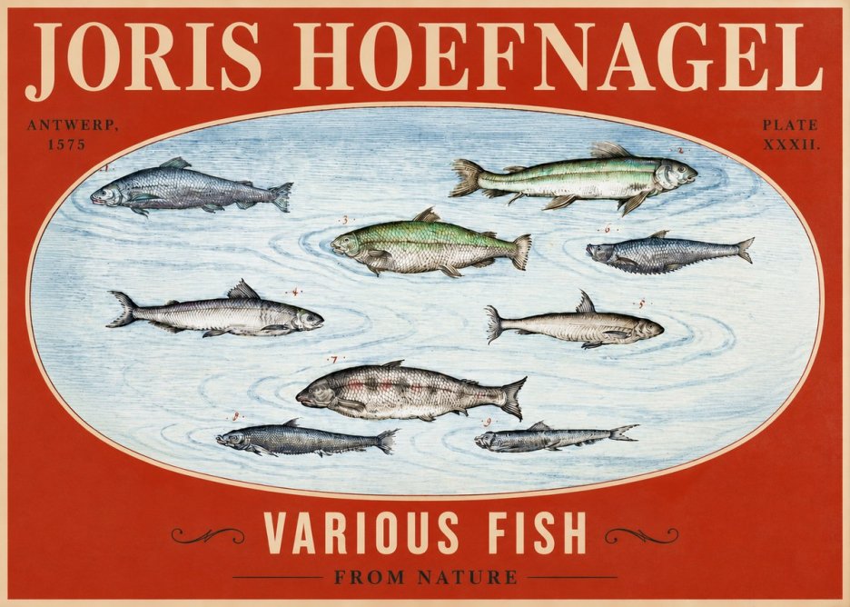 Joris Hoefnagel Various Fish from Nature No2 - Juliste