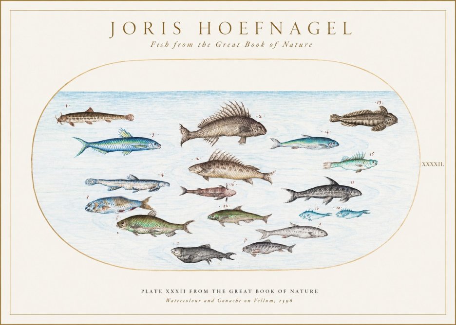 Joris Hoefnagel Fish from the Great Book of Nature No1 - Juliste