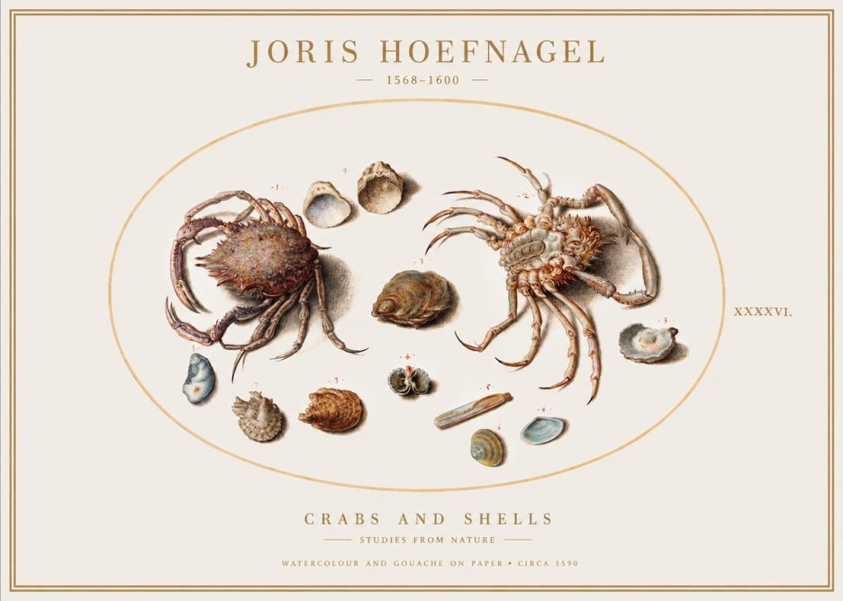 Joris Hoefnagel Crabs and Shells - Studies from Nature No1 - Juliste