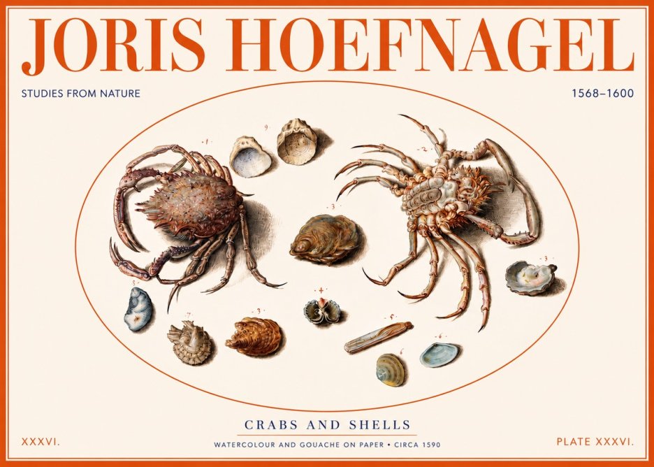 Joris Hoefnagel Crabs and Shells - Studies from Nature No2 - Juliste