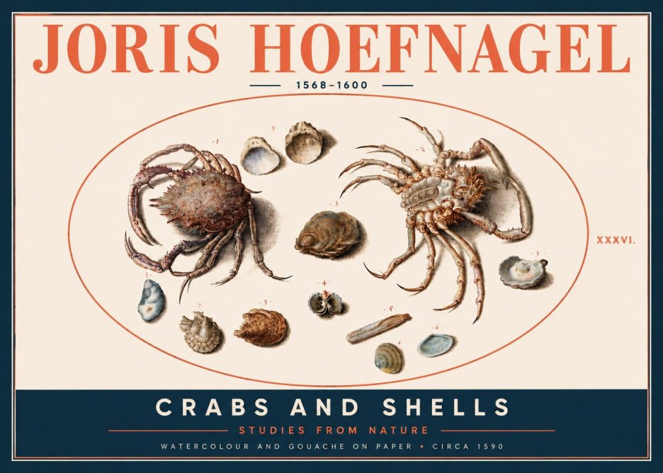 Joris Hoefnagel Crabs and Shells - Studies from Nature No4 - Juliste