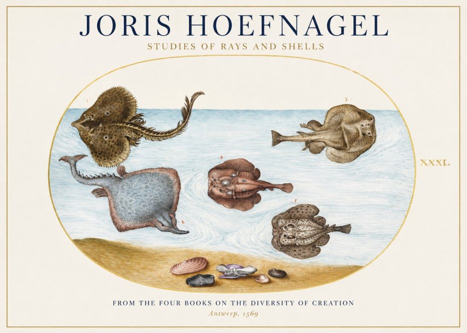 Joris Hoefnagel Studies of Rays and Shells No1 - Juliste