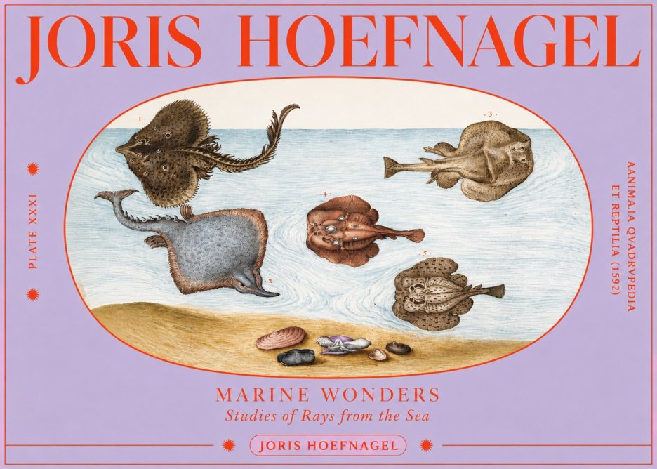 Joris Hoefnagel Studies of Rays and Shells No4 - Juliste