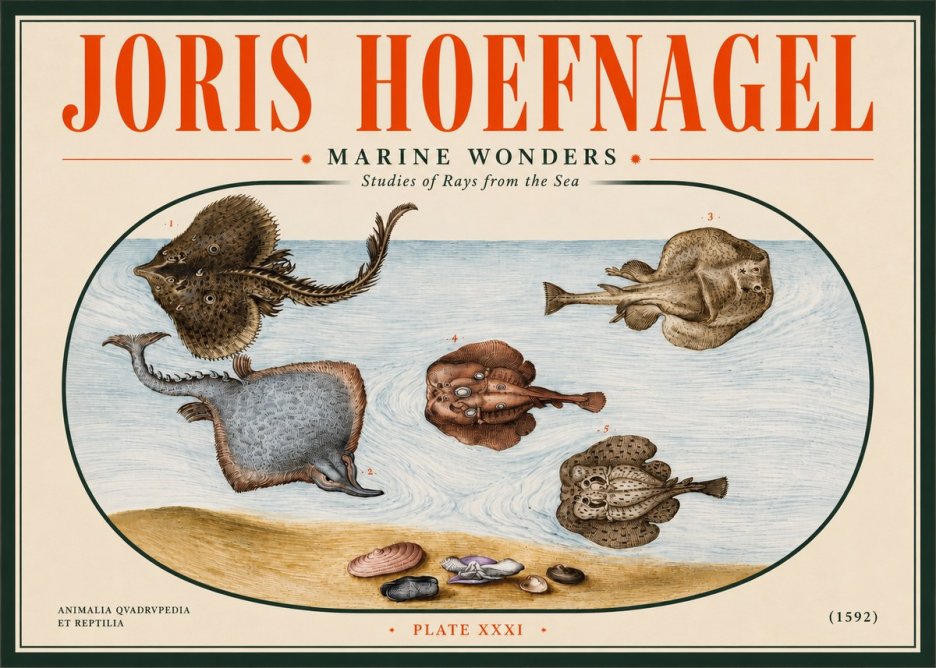 Joris Hoefnagel Studies of Rays and Shells No5 - Juliste