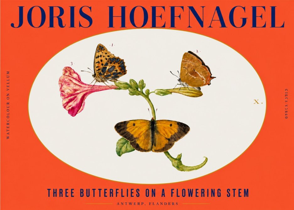 Joris Hoefnagel Three Butterflies on a Flowering Stem No3 - Juliste