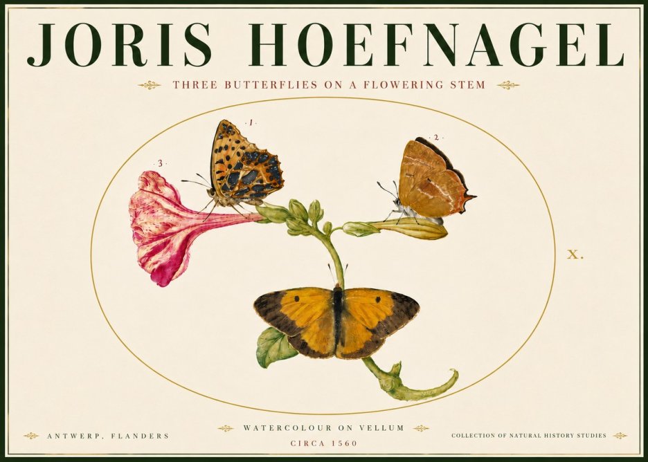 Joris Hoefnagel Three Butterflies on a Flowering Stem No6 - Juliste