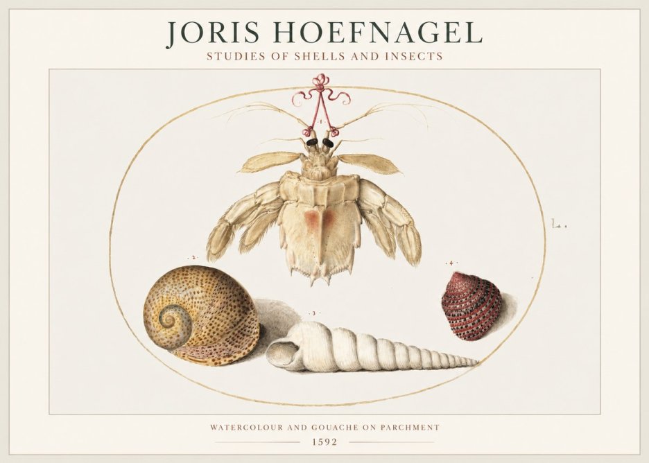 Joris Hoefnagel Studies of Shells and Insects No1 - Juliste