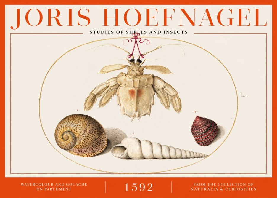 Joris Hoefnagel Studies of Shells and Insects No2 - Juliste