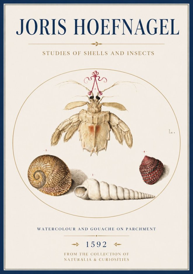Joris Hoefnagel Studies of Shells and Insects No4 - Juliste