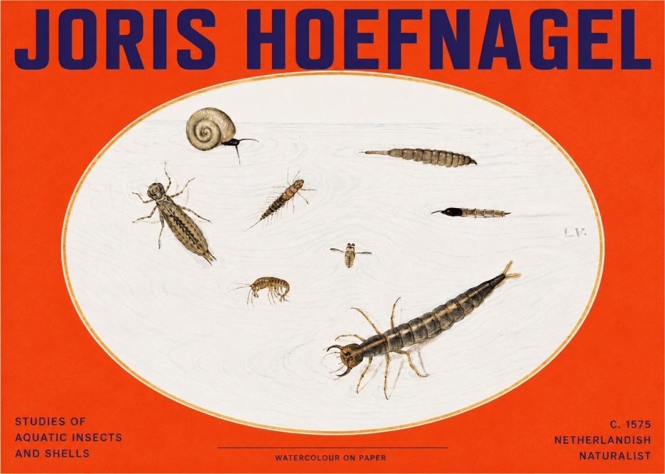 Joris Hoefnagel Studies of Aquatic Insects and Shells No2 - Juliste