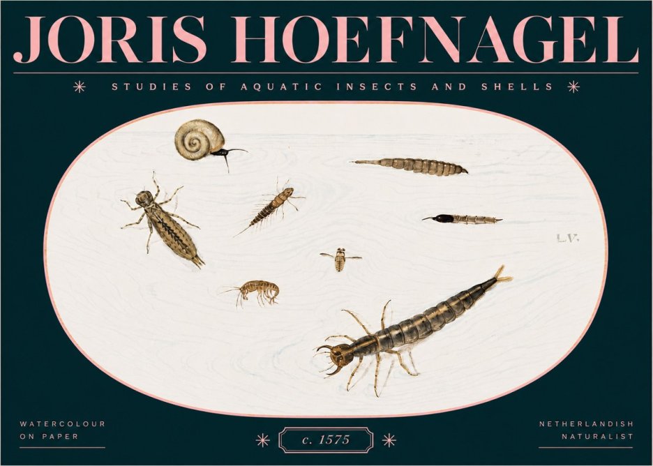 Joris Hoefnagel Studies of Aquatic Insects and Shells No3 - Juliste
