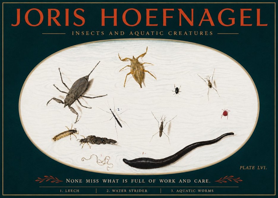 Joris Hoefnagel Insects and Aquatic Creatures No4 - Juliste
