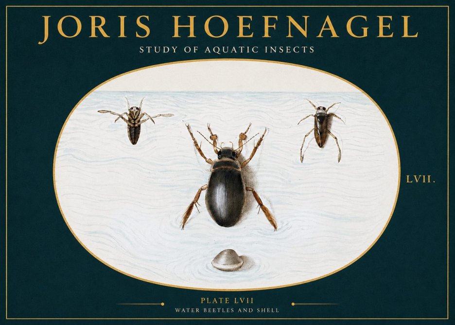 Joris Hoefnagel Water Beetles and Shell No2 - Juliste