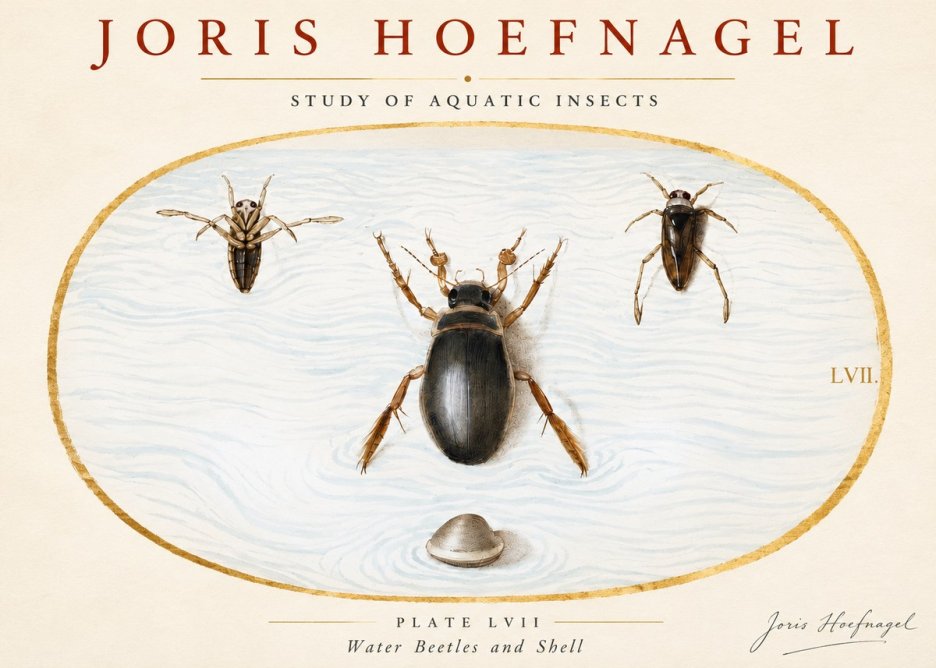 Joris Hoefnagel Water Beetles and Shell No3 - Juliste