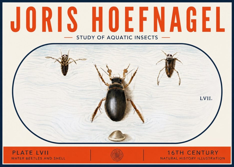 Joris Hoefnagel Water Beetles and Shell No6 - Juliste