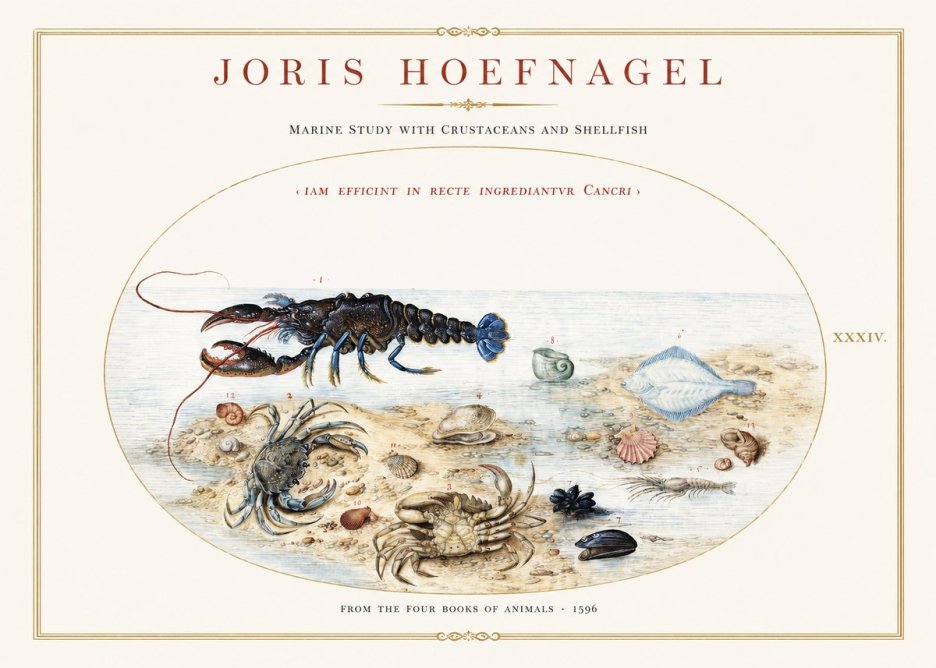 Joris Hoefnagel Marine Study with Crustaceans and Shellfish No1 - Juliste