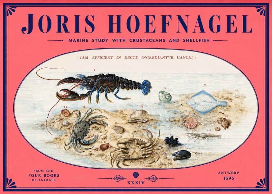 Joris Hoefnagel Marine Study with Crustaceans and Shellfish No4 - Juliste