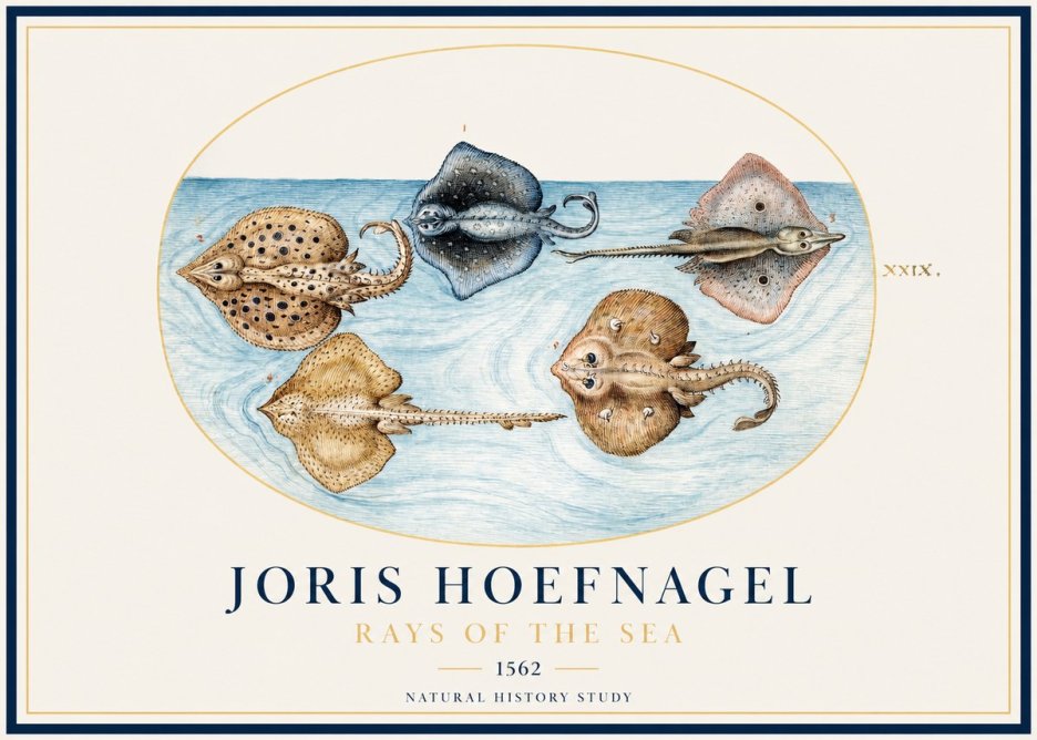 Joris Hoefnagel Rays of the Sea No1 - Juliste
