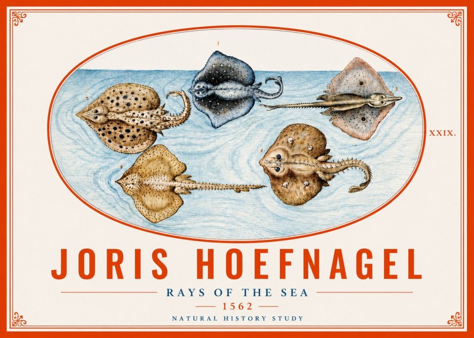 Joris Hoefnagel Rays of the Sea No4 - Juliste