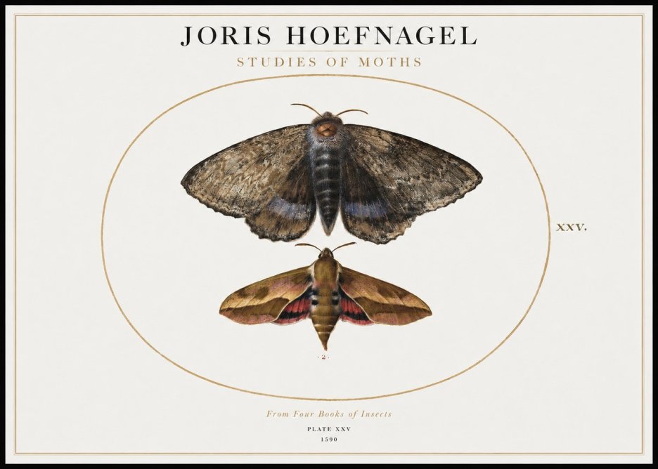 Joris Hoefnagel Studies of Moths I No1 - Juliste