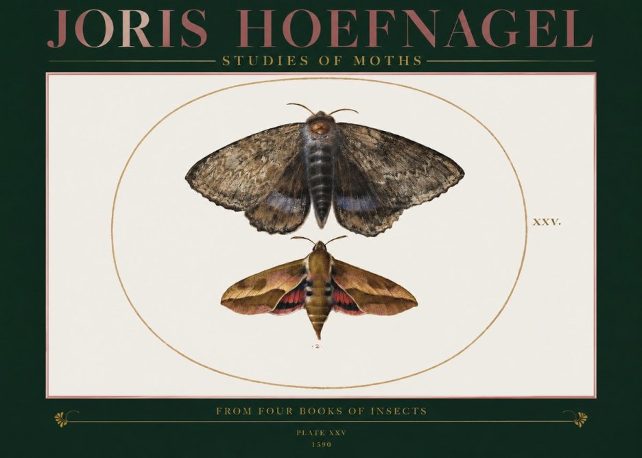 Joris Hoefnagel Studies of Moths I No2 - Juliste