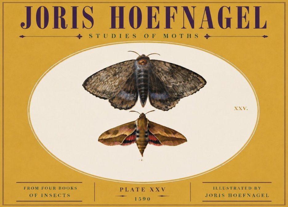 Joris Hoefnagel Studies of Moths I No5 - Juliste