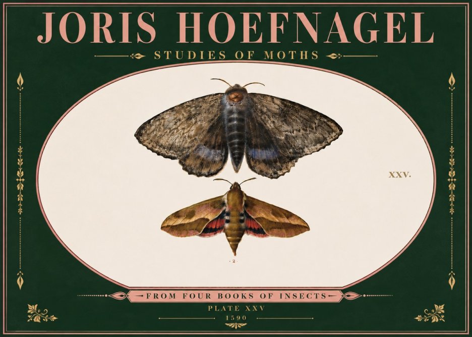 Joris Hoefnagel Studies of Moths I No6 - Juliste