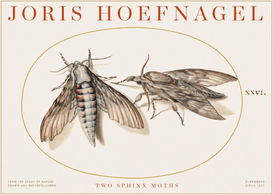 Joris Hoefnagel Two Sphinx Moths No1 - Juliste