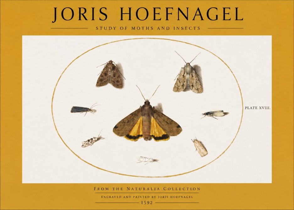 Joris Hoefnagel Study of Moths and Insects No2 - Juliste