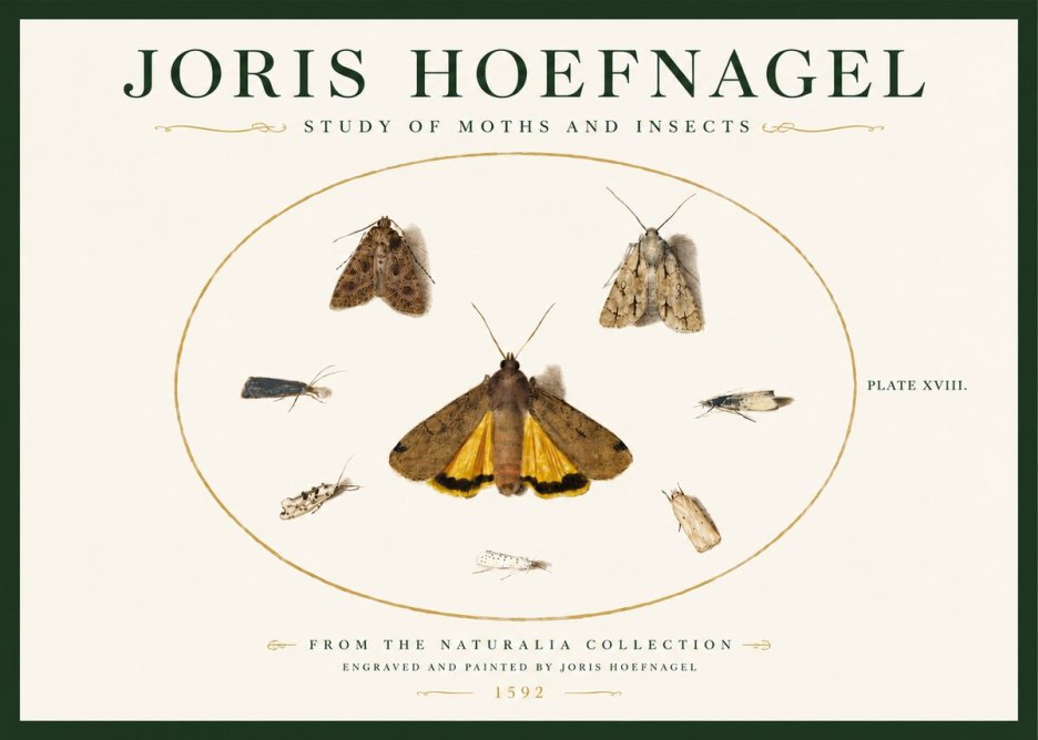Joris Hoefnagel Study of Moths and Insects No3 - Juliste