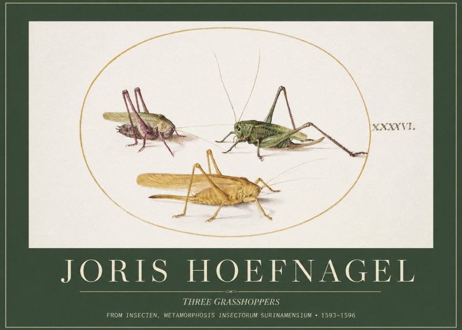 Joris Hoefnagel Grasshoppers Study No5 - Juliste