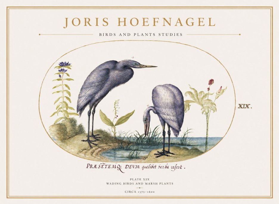 Joris Hoefnagel Wading Birds and Marsh Plants No1 - Juliste