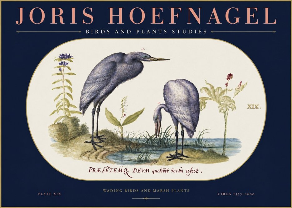 Joris Hoefnagel Wading Birds and Marsh Plants No2 - Juliste