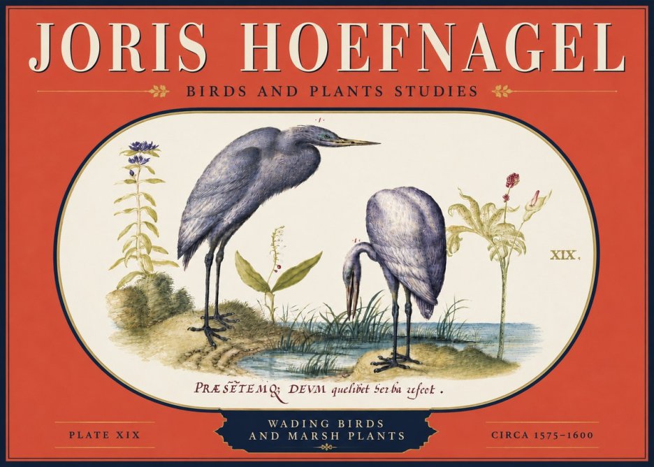 Joris Hoefnagel Wading Birds and Marsh Plants No4 - Juliste