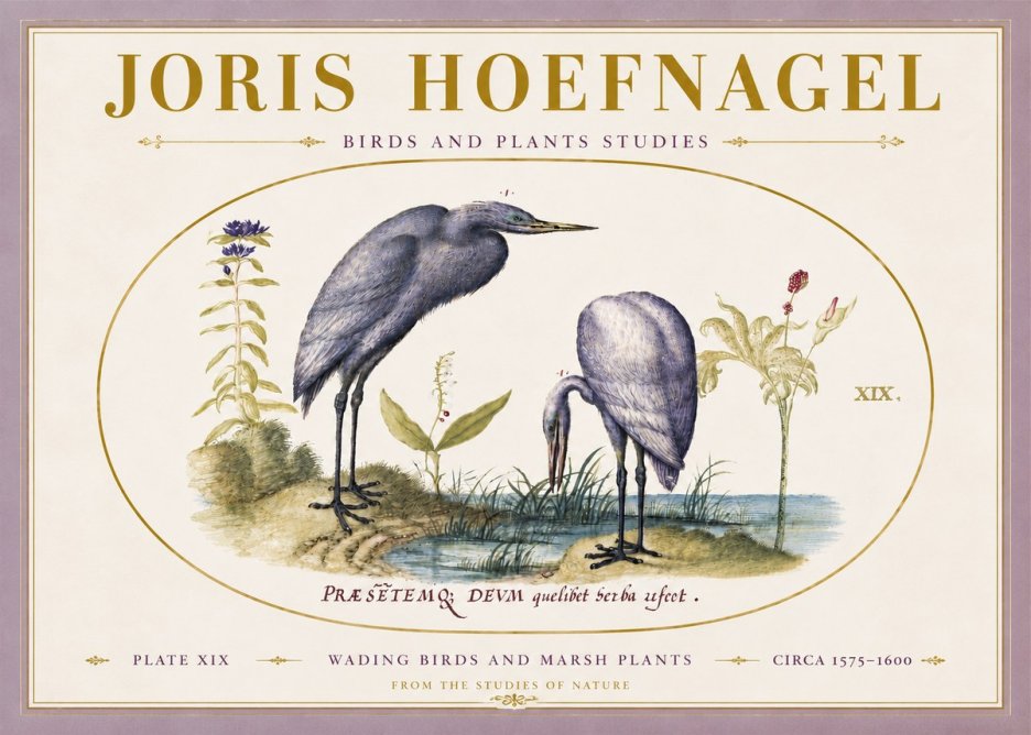 Joris Hoefnagel Wading Birds and Marsh Plants No5 - Juliste
