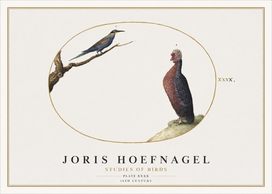 Joris Hoefnagel Studies of Birds I No2 - Juliste