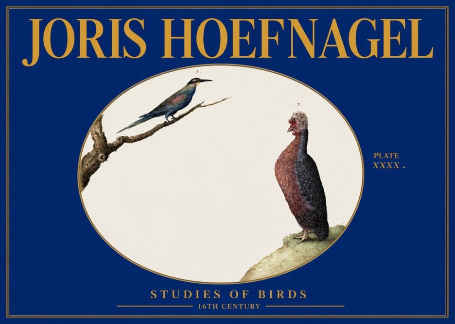 Joris Hoefnagel Studies of Birds I No3 - Juliste