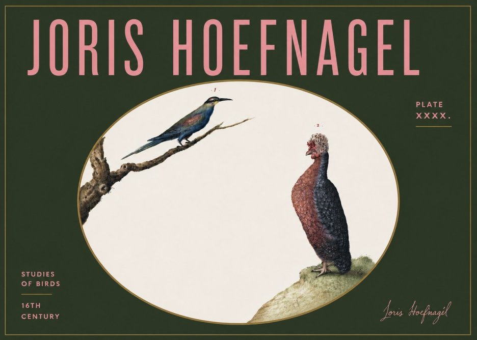 Joris Hoefnagel Studies of Birds I No5 - Juliste