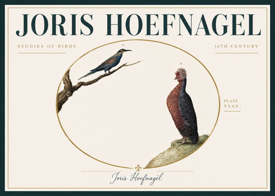 Joris Hoefnagel Studies of Birds I No6 - Juliste