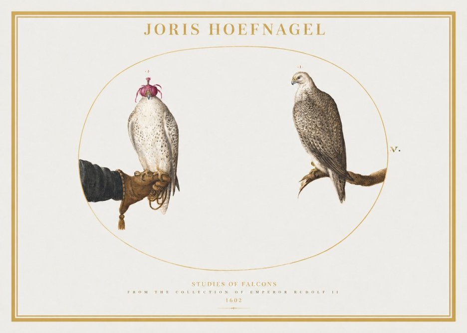 Joris Hoefnagel Studies of Falcons No2 - Juliste