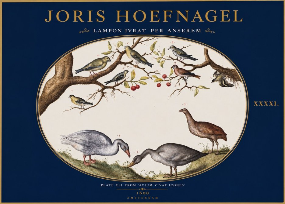 Joris Hoefnagel Lampon Ivrat per Anserem No2 - Juliste