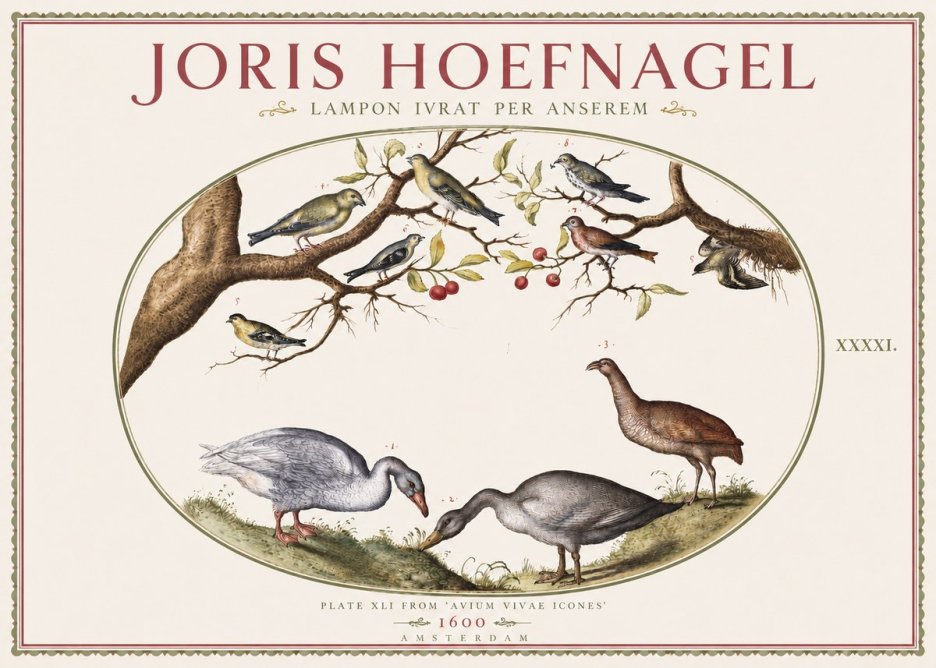 Joris Hoefnagel Lampon Ivrat per Anserem No3 - Juliste