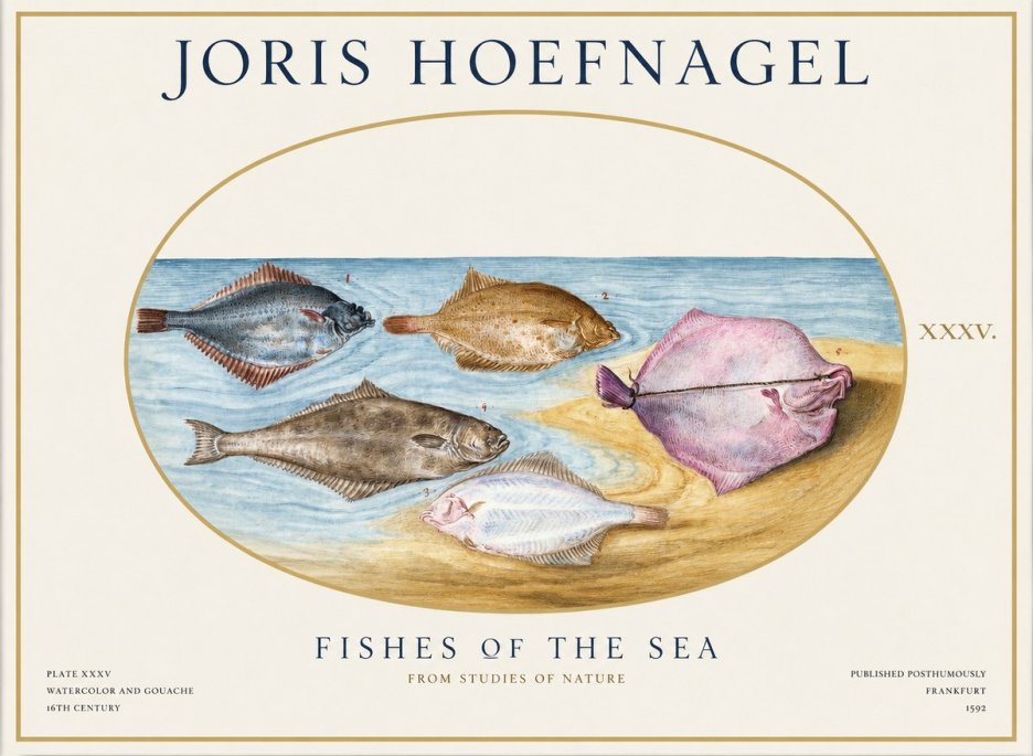 Joris Hoefnagel Fishes of the Sea II No1 - Juliste