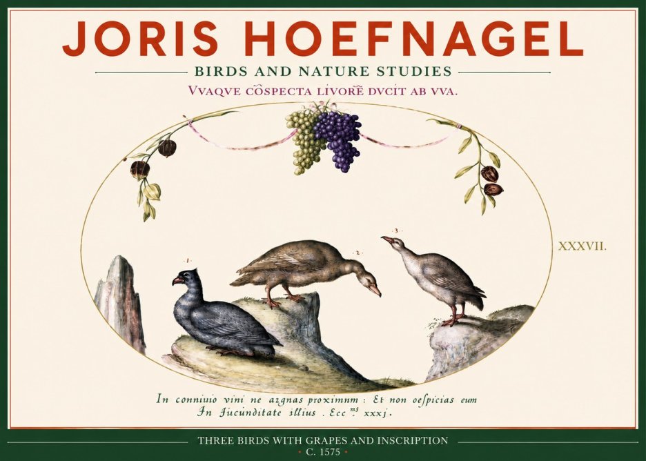 Joris Hoefnagel Three Birds with Grapes and Inscription No2 - Juliste